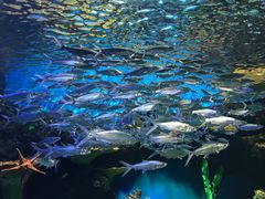 -华夏文旅海洋公园