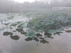-新江湾城公园
