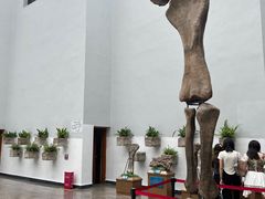 -自贡恐龙博物馆