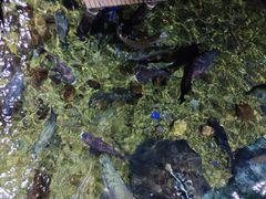 -暹罗海洋世界