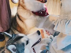 -Husky Go! 哈士奇体验馆·宠物咖啡厅狗咖