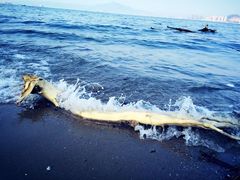 -演武大桥观景平台