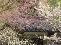 -杭州植物园
