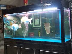 水产区-鲤鱼塘农家山庄