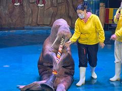 -烟台海昌鲸鲨海洋公园