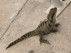 -可伦宾野生动物保护区