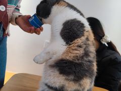 -有猫主题·治愈系猫咖(曾厝垵店)