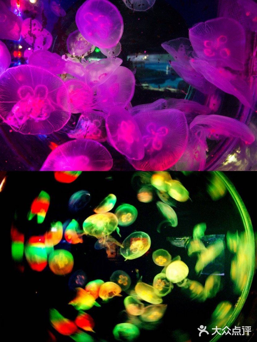 梦想的星辰大海，等你奔赴而来｜海洋馆开播送门票赠咯