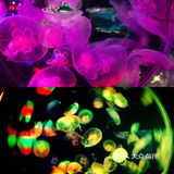 梦想的星辰大海，等你奔赴而来｜海洋馆开播送门票赠咯