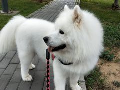 -宠福鑫康馨动物医院·骨科·眼科
