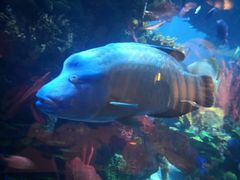 -迪拜帆船酒店海底餐厅