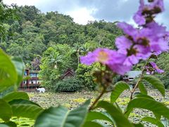 -野象谷景区