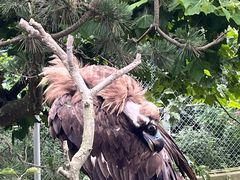 -西霞口神雕山野生动物世界