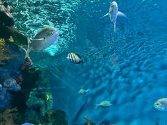 -上海海洋水族馆