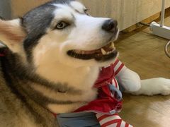 -Husky Go! 哈士奇体验馆·宠物咖啡厅狗咖