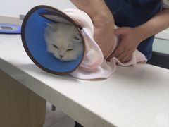 -乐派堂宠物医院·猫友好· 心脏科(东街店)