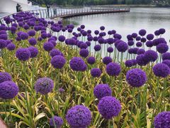 -上海鲜花港