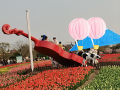 -荷兰花海