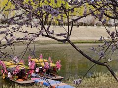 -桃花堤公园