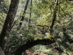 -碧峰峡风景区
