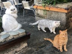 -喵屿·大理花园猫咖