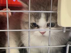 -小猫来了·猫咪专售(红山六九七九店)