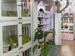 -青奢宠物·青奢猫舍