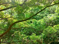 -火炉山森林公园