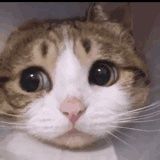 -茉酸奶(松江开元地中海店)