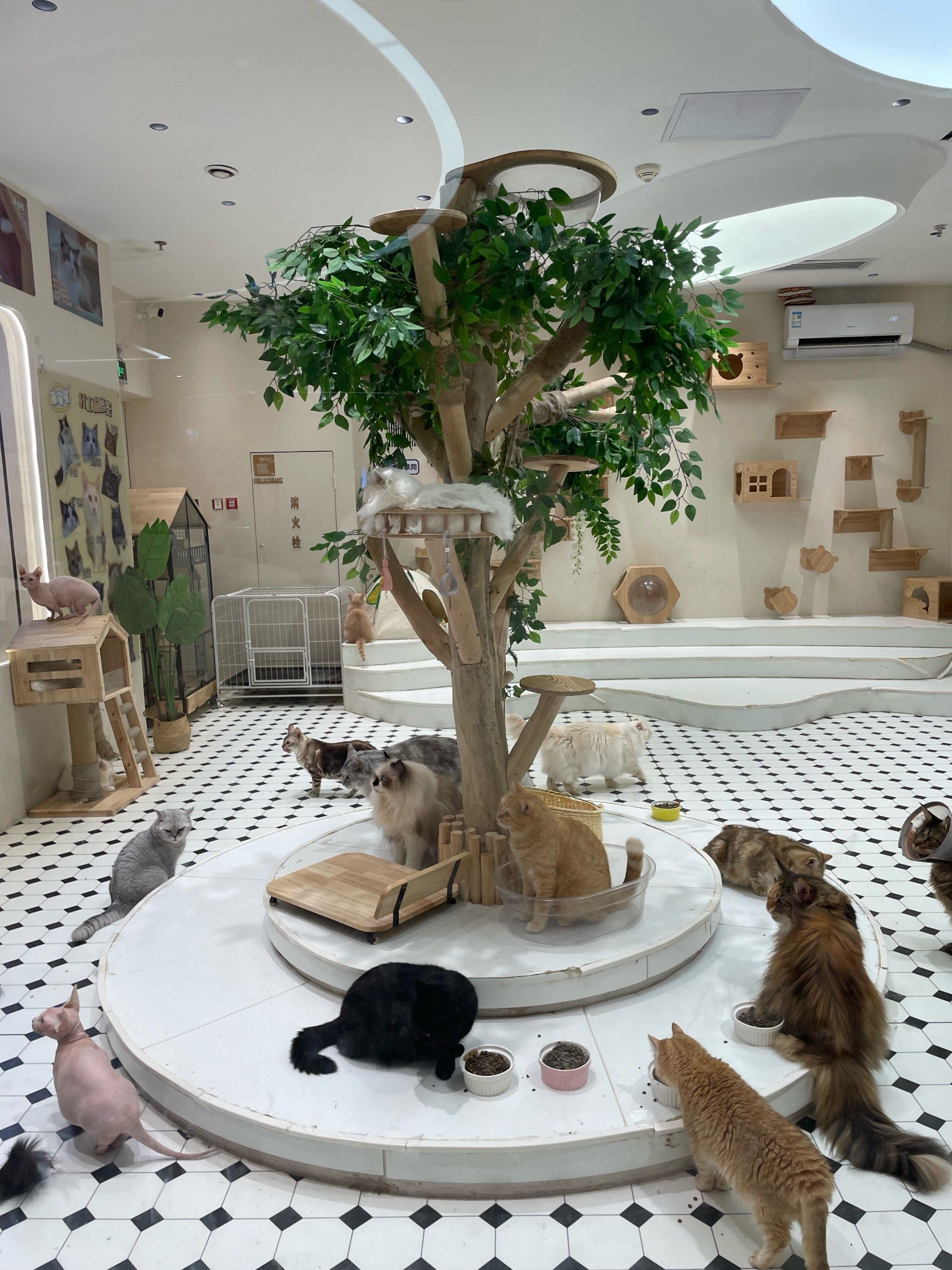 猫咪天地～宠物乐园