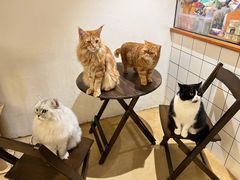 -猫友咖啡店(玉林西路店)