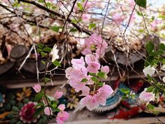 -深圳国际园林花卉博览园