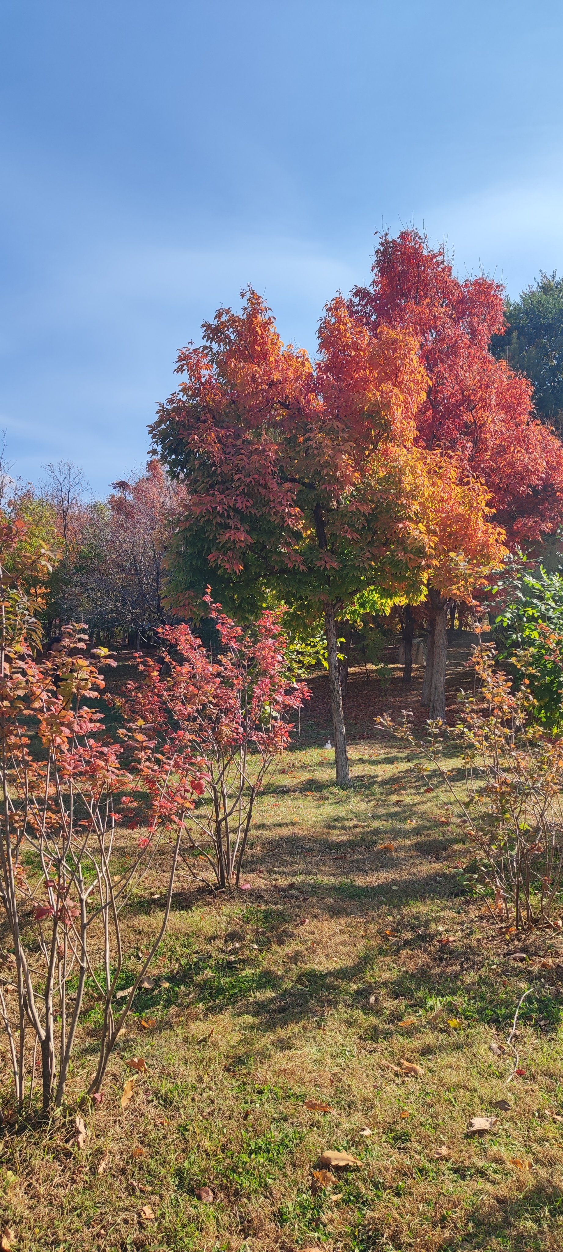 秋日,风景如画!