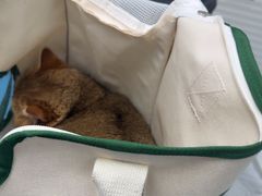 -纳吉亚猫专科动物诊疗中心(蒋宅口分院)