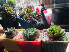 -三圣花乡旅游区