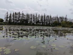 -上海长兴岛郊野公园