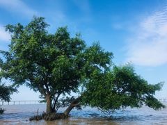 -宝安西湾红树林湿地公园