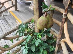 -海南槟榔谷黎苗文化旅游区