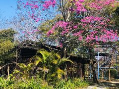 -天适樱花悠乐园