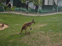 -西霞口神雕山野生动物世界