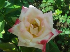 -人民公园(罗湖区)