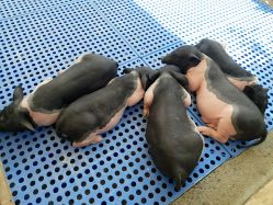 -萌宠亲子动物乐园(槐房万达店)