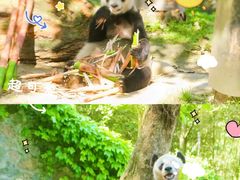 -都江堰中华大熊猫苑