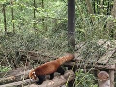 -都江堰中华大熊猫苑