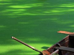 -渌洋湖湿地公园