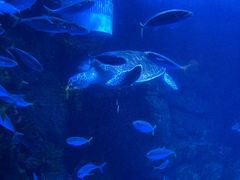 -太平洋海底世界