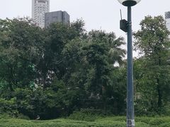 -九龙公园