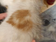 -藏猫猫咖啡主题馆(中央大道店)