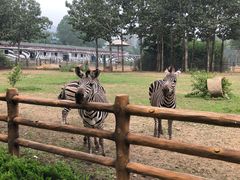 -大连森林动物园