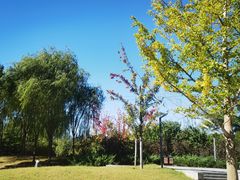 -坝河休闲公园
